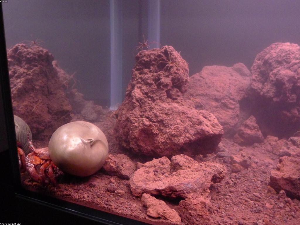 អត្ថបទអំពីអំពើនៃតំលៃក្នុងការប្រកួត